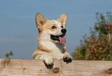CORGI PEMBROKE 1096
